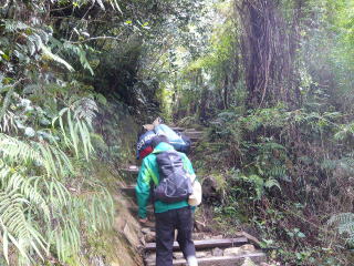 ジャングルのキナバル山登山道