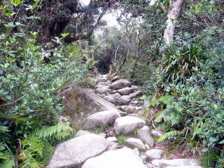 キナバル山登山道