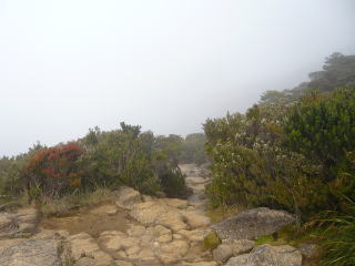 キナバル山登山道