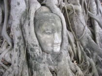 アユタヤ遺跡木の根の仏頭